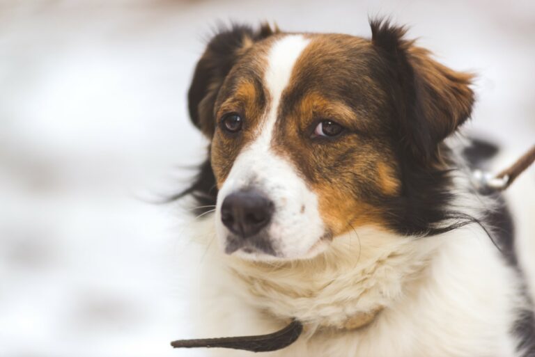 Bazyl border collie