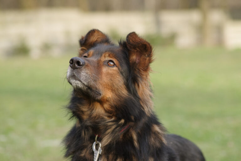 Zorro