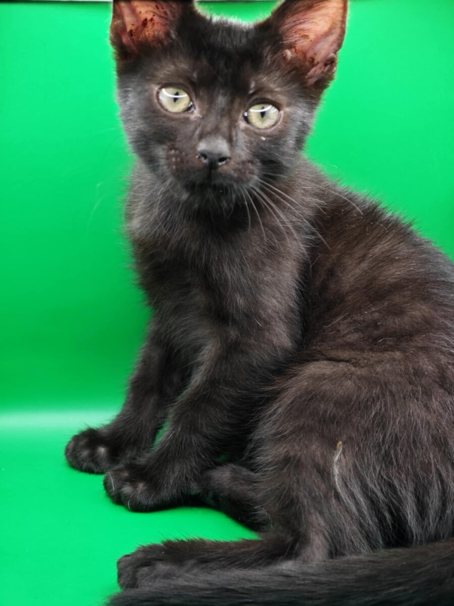 Kociaki grzecznościowo dom wspólny