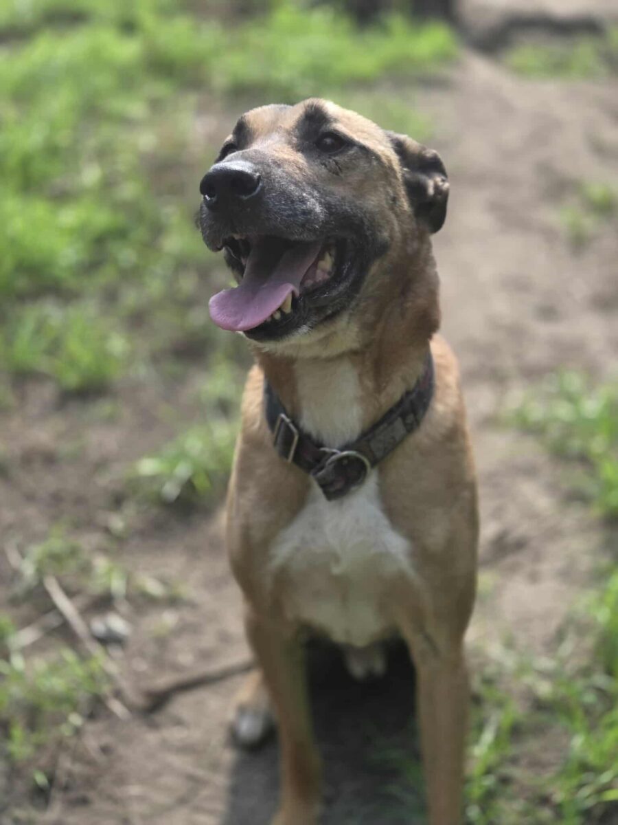 Diego mix owczarka belgijskiego