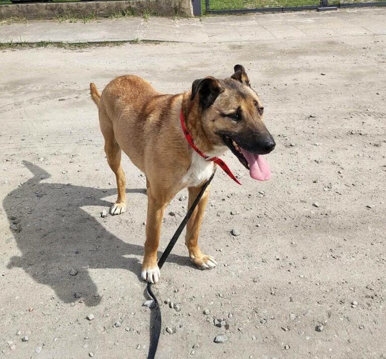 Diego mix owczarka belgijskiego