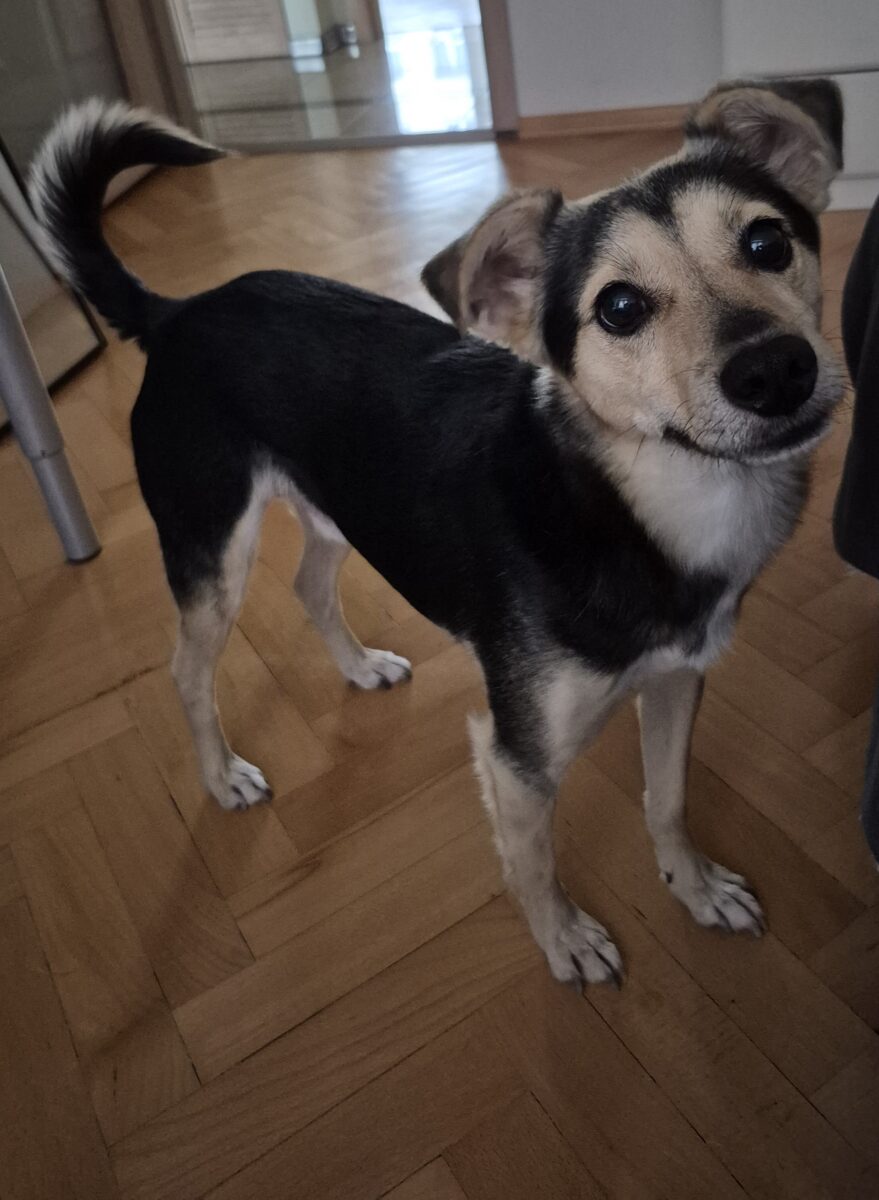 Naleśnik Grzecznosciowo