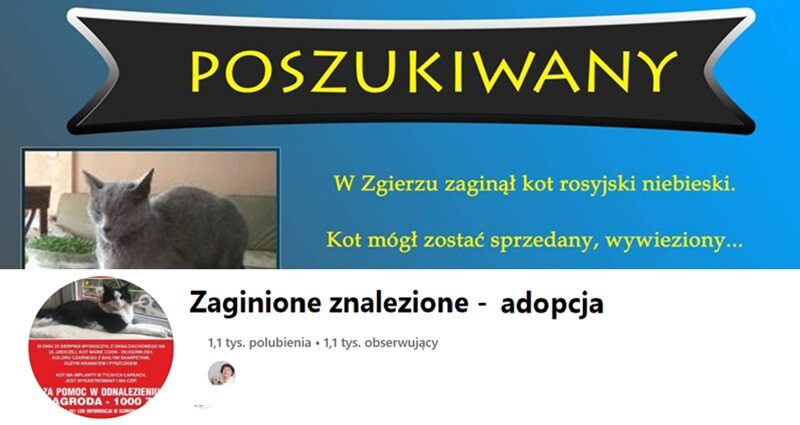 fb-zaginione znalezione-adopcja