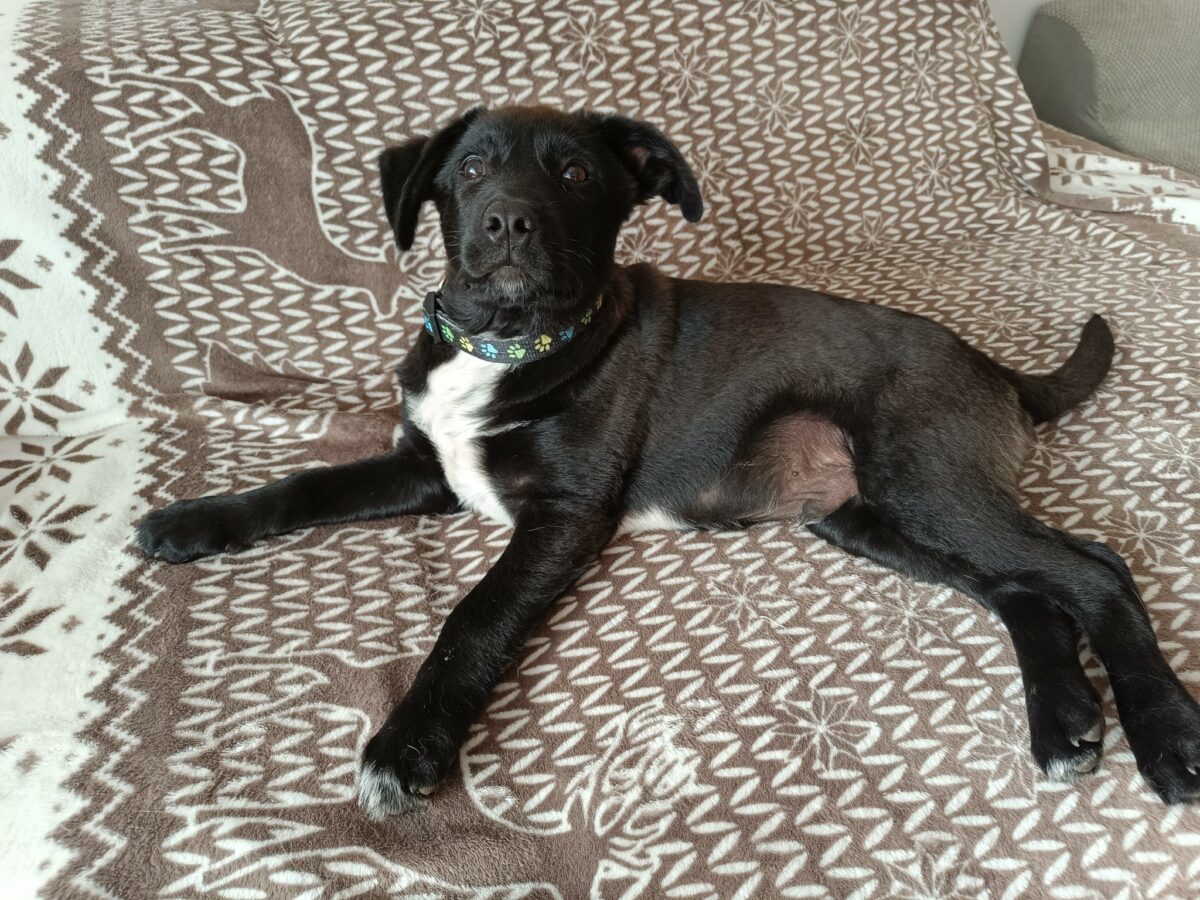 Szczeniak Fuks Grzecznościowo