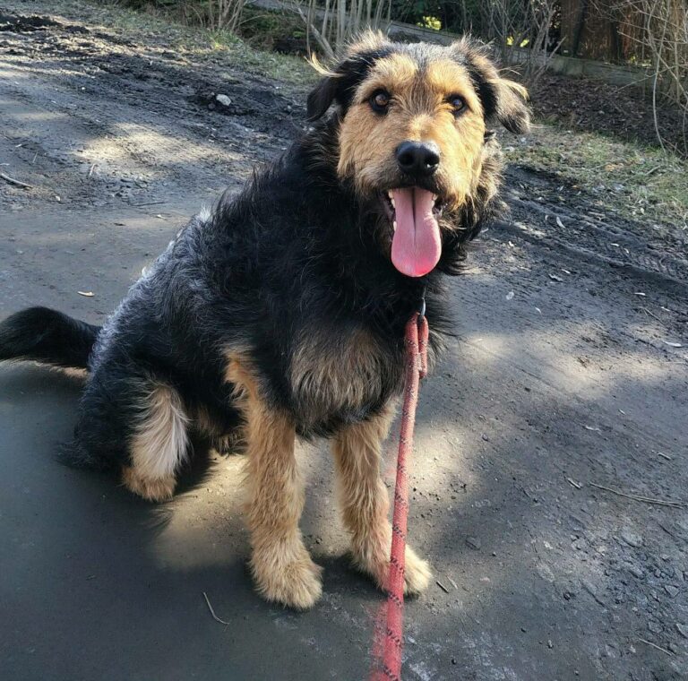 terier mix Beri