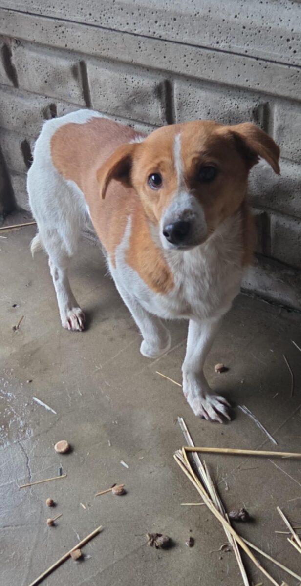 Biało rudy piesek numer 2