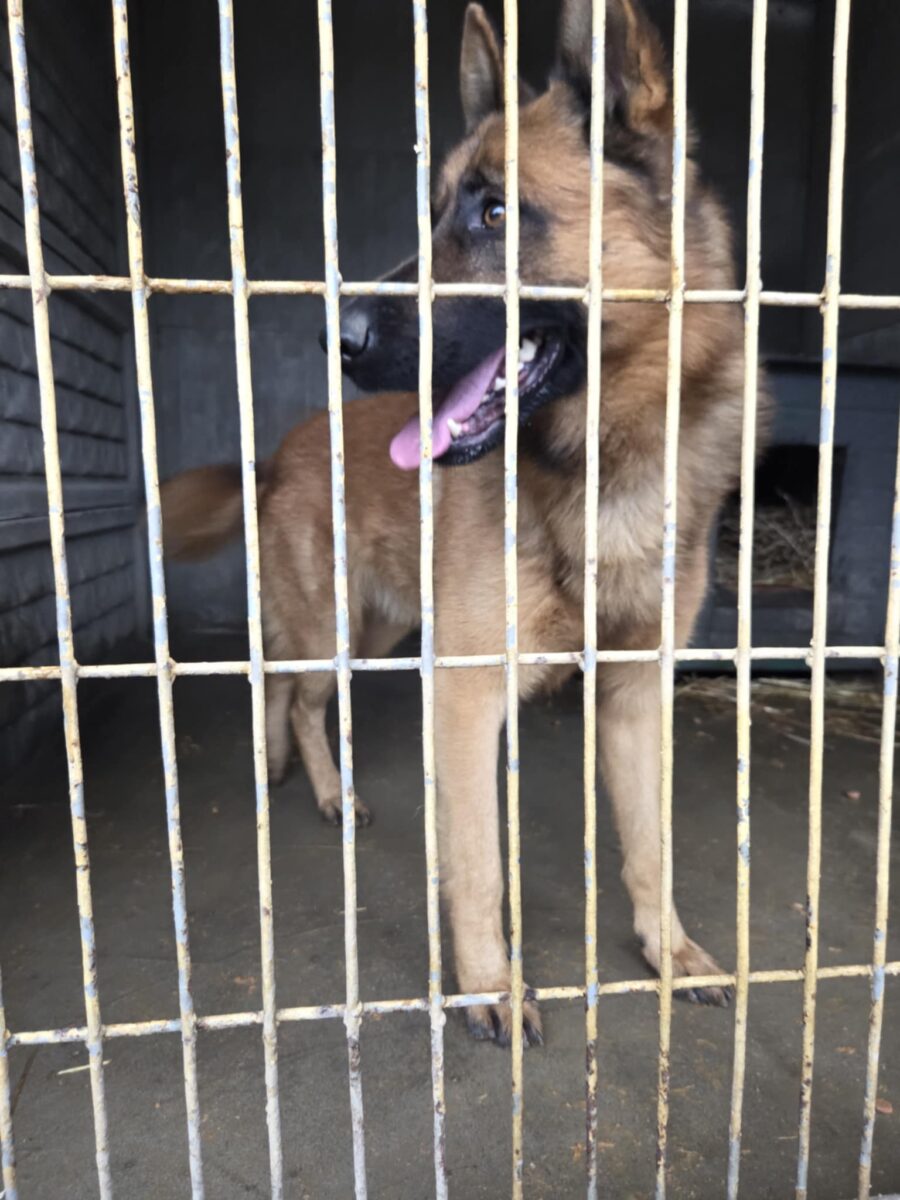 Rudy owczarek niemiecki