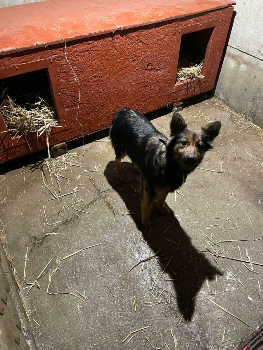 Sunia gmina Krośniewice