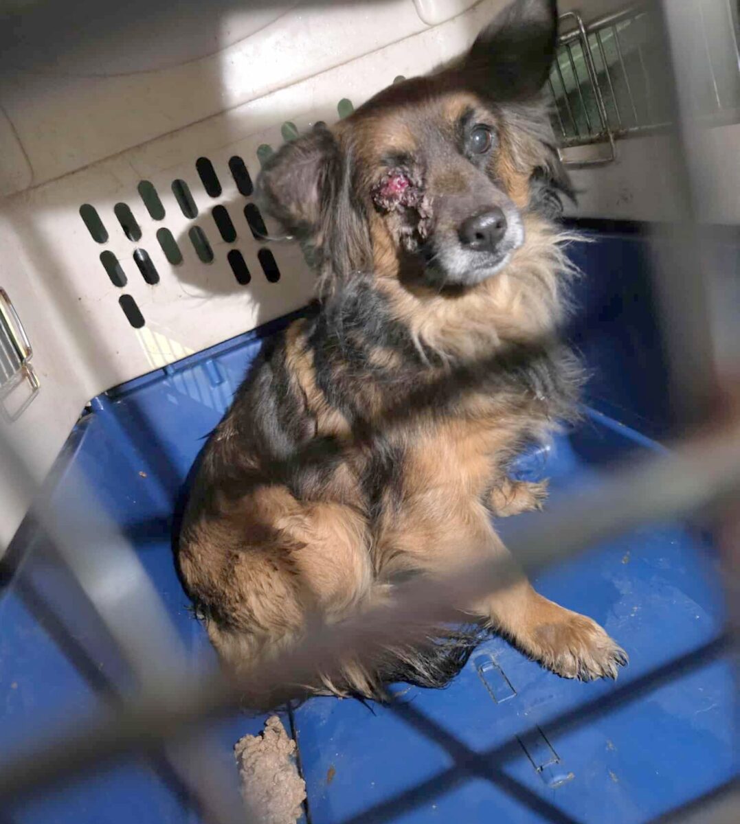 Piesek z chorym oczkiem