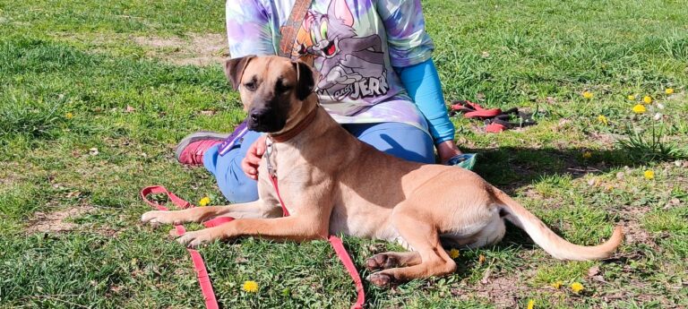 Amstaff Bratek