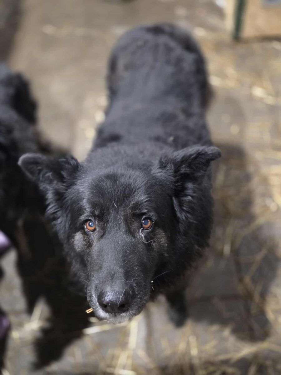 Pies i Sunia gmina Krośniewice