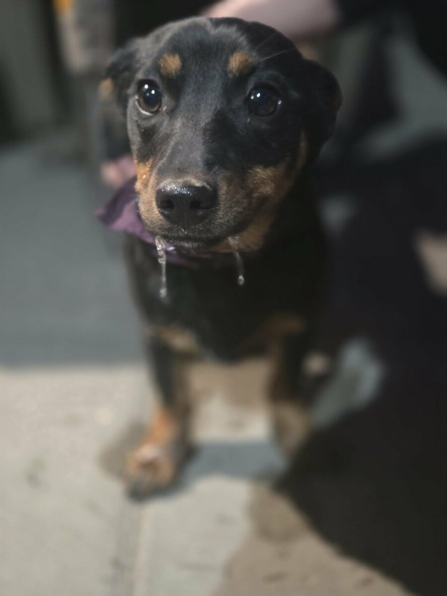 Laluna szczeniak typie jamnika