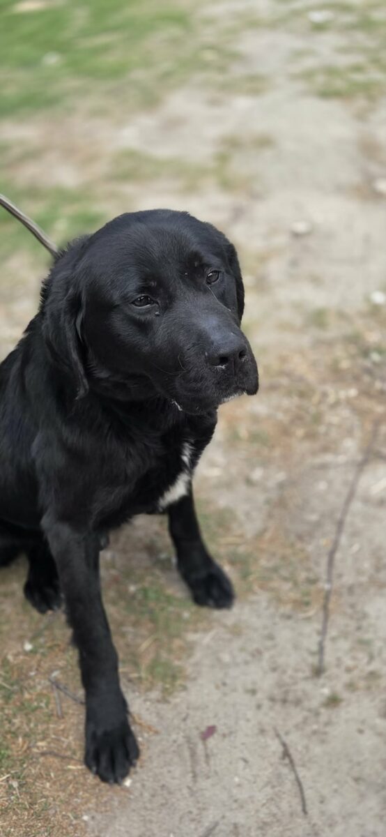 Dafi labrador mix