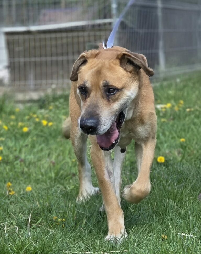 Dog mix Goran