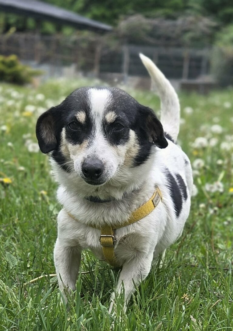 Jack Russell terrier czarno biała