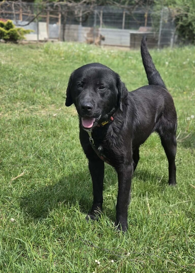 Dafi labrador mix