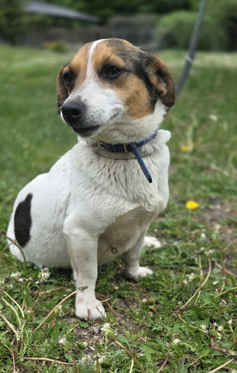sunia Jack Russell terrier