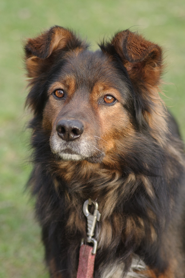 Zorro