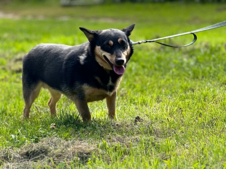 Kometa