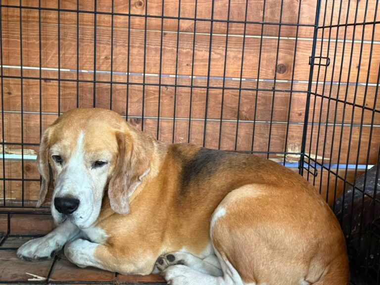 piesek Beagle