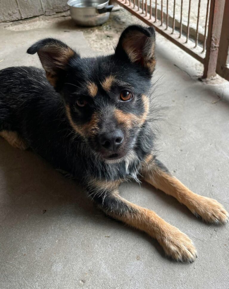 Gufi