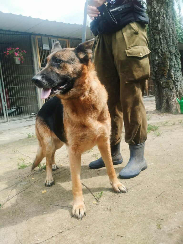 suczka Owczarek Budziszewice