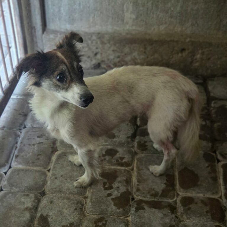 sunia mix Papilon