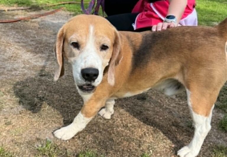 piesek Beagle