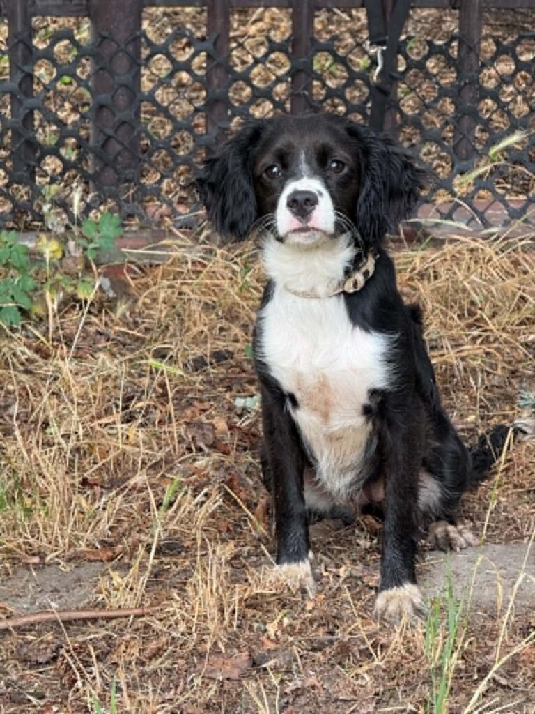 sunia mix Cavalier