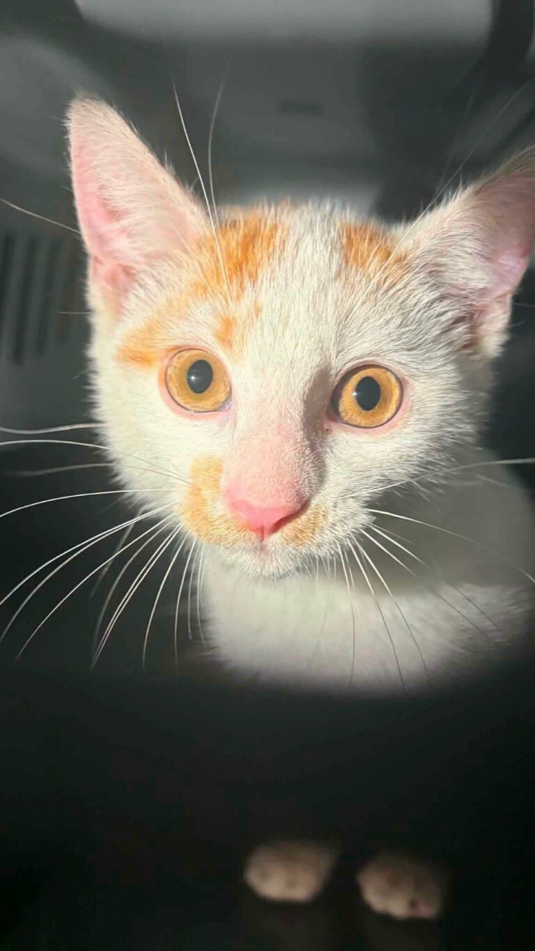kotek