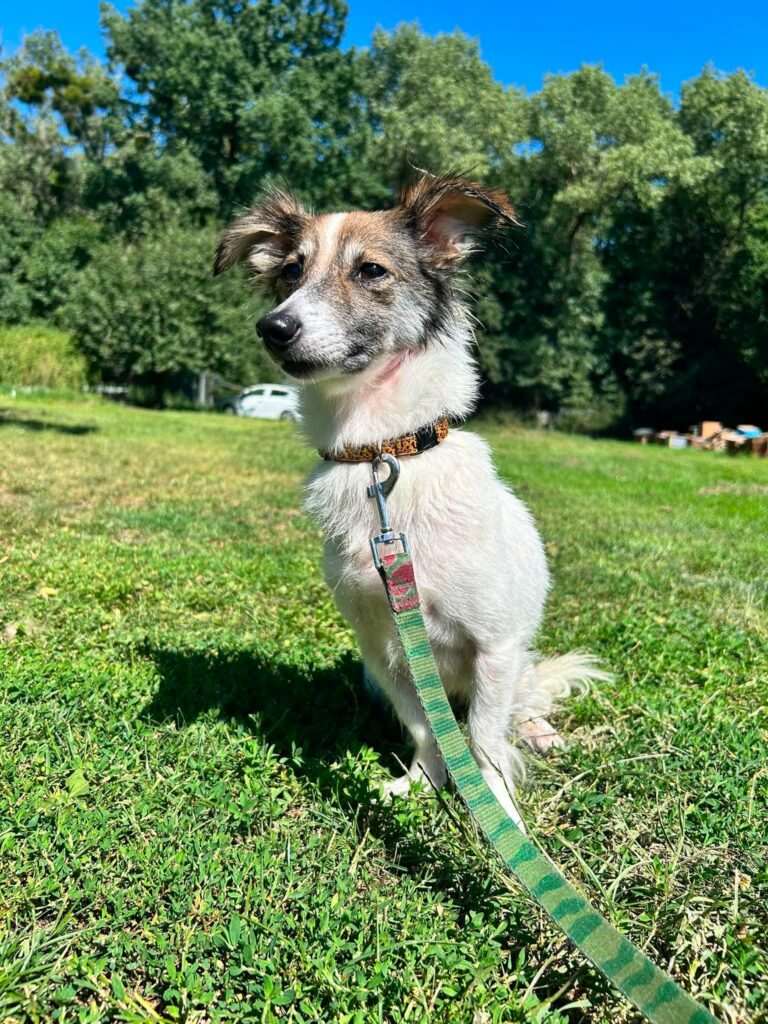 Fiona mix Papilon