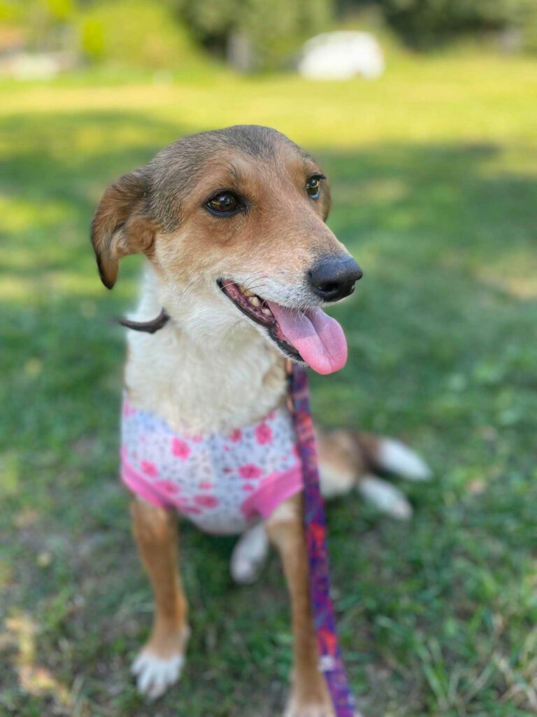 Lala