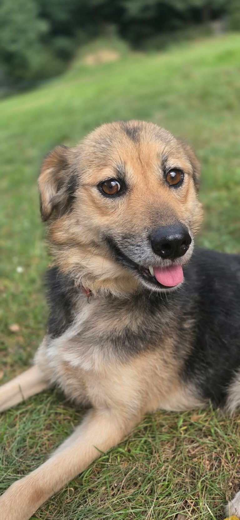 Kora