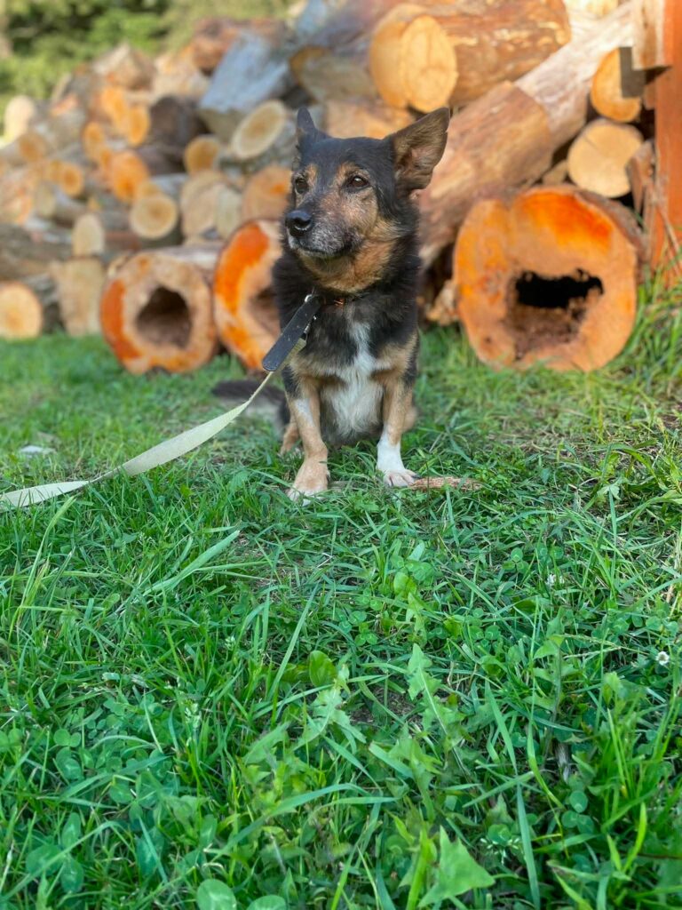 Pigmalion
