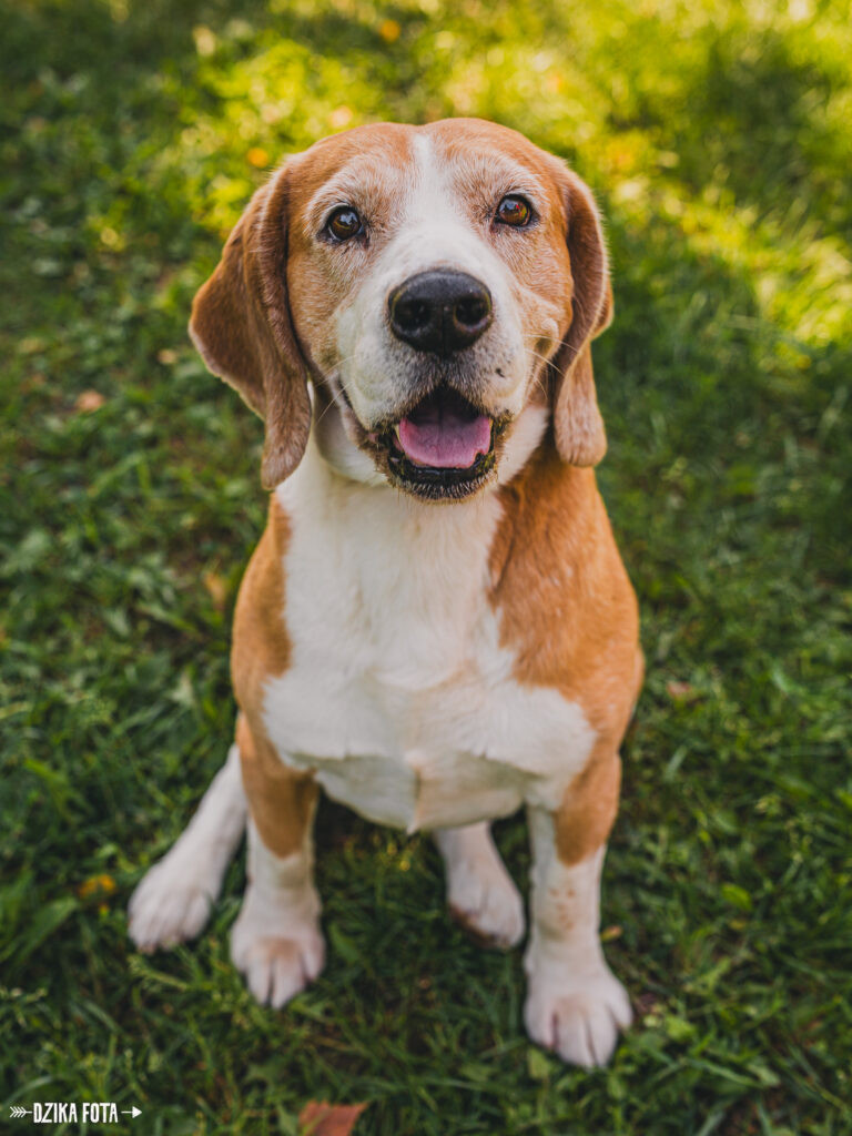 Kostek Beagle