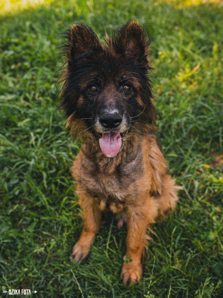 Owczarek Oskar