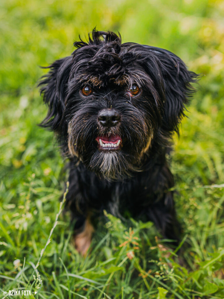 Shih tzu sunia