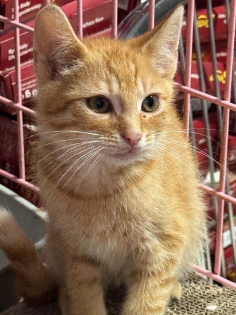 kotek rudy
