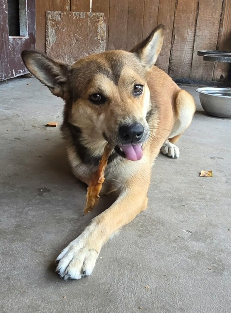 Kolor