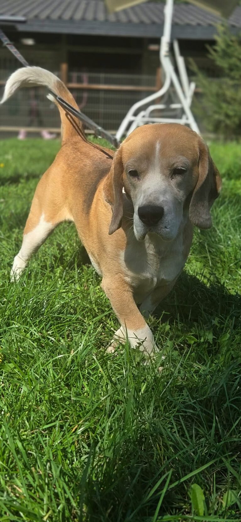 Kostek Beagle