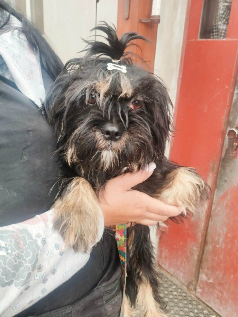 Gina Shih tzu