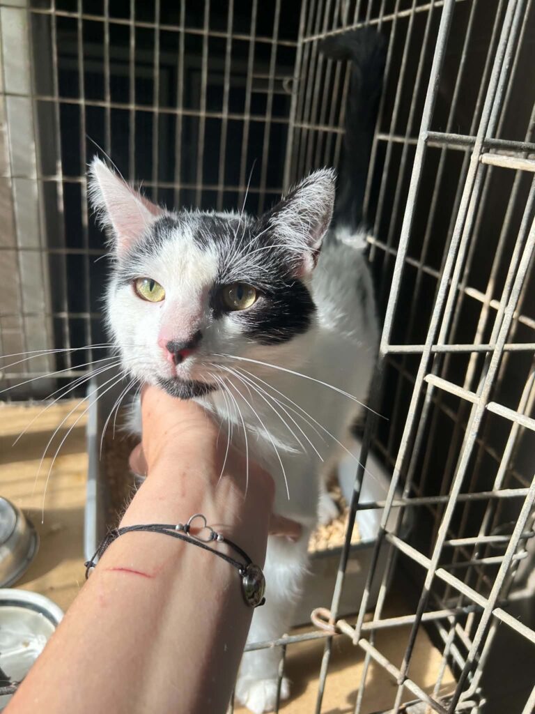 Kocurek Kaj